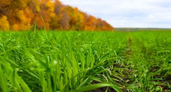 Названо гербіцид для осінньої боротьби з бур’янами на посівах озимих зернових Рис.1