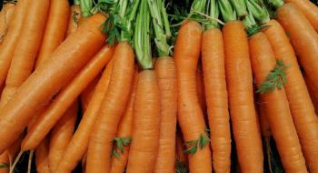 Нідерландські виробники моркви відчайдушно шукають альтернативи пестицидам Рис.1