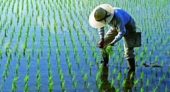 Пряме вирощування рису з насіння більш сприятливо для світової екології Рис.1