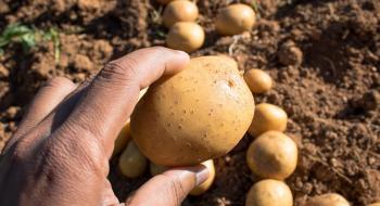 Ріст ціни на картоплю спровокує імпорт Рис.1