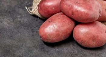 Селекціонери вивели стійкі до колорадського жука сорти картоплі Рис.1