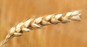 Селекціонери з США створять сорти зернових і зернобобових культур з високою поживною цінністю Рис.1