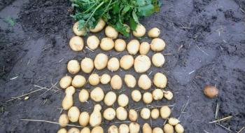 У британських магазинах продаватимуть вуглецево-нейтральну картоплю Рис.1