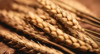 Україна експортувала 17,8 млн т зерна нового врожаю Рис.1
