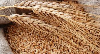 Україна експортувала 45% пшениці, узгодженої в зерновому меморандумі Рис.1