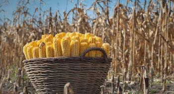 Урожайність кукурудзи в KSG Agro збільшилась на 78% Рис.1