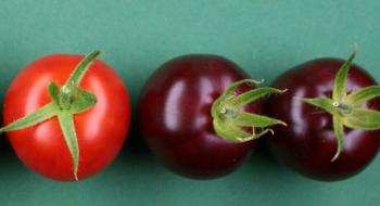 Вчені вивели фіолетові ГМО-помідори з високим вмістом бетаніну Рис.1