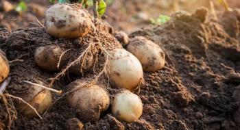 Виведено сорт картоплі з генами диких рослин стійкий до фітофторозу Рис.1