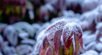 Як рослини дізнаються про наближення зими і адаптуються до холодів Рис.1