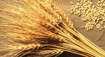 З України експортували понад 10 млн тонн пшениці Рис.1