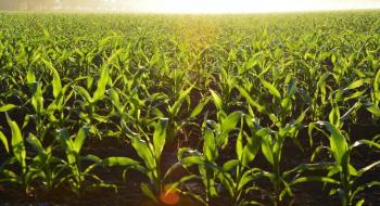 Bayer оголосила про розробку сортів "штормостійкої " низькорослої кукурудзи Рис.1