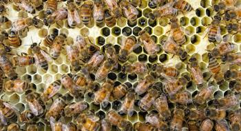 Бджоли соціально дистанціюються, щоб уникнути зараження паразитами Рис.1