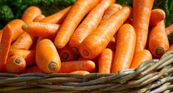 Чи можна скоротити внесення азотних добрив для моркви при промисловому виробництві,- вчені Рис.1