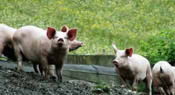 Ціна на живих свиней в Україні буде залишатися вищою за ціни в ЄС Рис.1