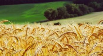 Ціни на пшеницю на світових біржах продовжили зміцнюватися Рис.1