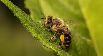 Французькі бджолярі закликають негайно заборонити поширений гербіцид просульфокарб Рис.1