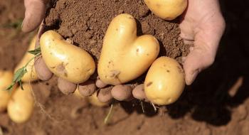 Картоплярі отримають 53 млн грн компенсації на будівництво картоплесховищ – Мінагрополітики Рис.1