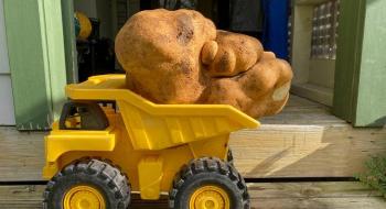Картоплина вагою майже 8 кілограмів претендує на потрапляння до книги рекордів Гіннесса Рис.1
