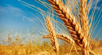 Котирування на пшеницю на світових біржах знову прискорили зростання цін Рис.1