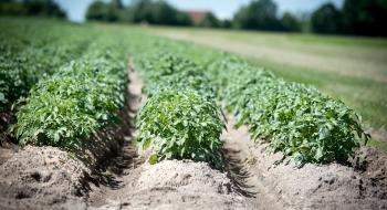 Прогноз NEPG на 2022 рік: виробники картоплі можуть перейти на вирощування ріпаку та зернових культур Рис.1