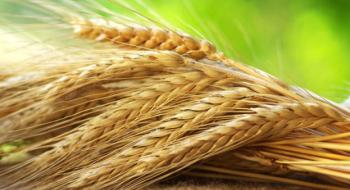 Пшеничні котирування на світових біржах розпочали тиждень зростанням на 3% Рис.1