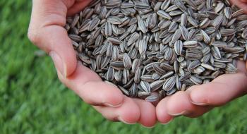 AS Seeds Україна передасть НУБІП 500 мішків гібридного насіння соняшника для наукових досліджень Рис.1