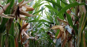 У 2021 році Україна отримає рекордний врожай кукурудзи в 38,7 млн т,- прогноз Рис.1