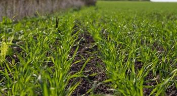 У 2022 році Україна не зможе повторити рекорд валового збору озимих зернових - прогноз Рис.1
