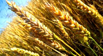Українські селекціонери вивели унікальний сорт пшениці з урожайністю до 10 т/га Рис.1