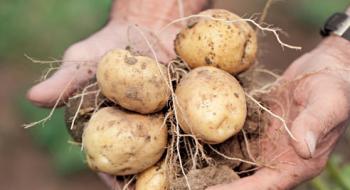 Українські вчені назвали сорт картоплі, який не цікавий колорадському жуку Рис.1