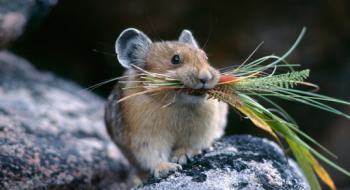 В UKRAVIT назвали дієвий родентицид для боротьби з мишоподібними гризунами Рис.1