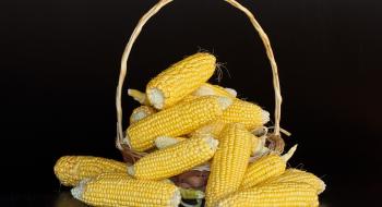 В Україні ціни на кукурудзу відновили зростання Рис.1