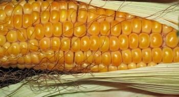 В Україні зросли ціни на кукурудзу Рис.1