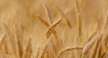 Вчені ідентифікували ген, що впливає на урожайність пшениці Рис.1