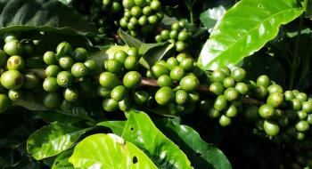 Вчені розробили технологію виробництва чаю з листя кавового дерева Рис.1