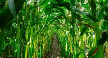 Вчені виявили інсектицидний ефект наночастинок оксиду цинку проти кукурудзяної листяної совки Рис.1