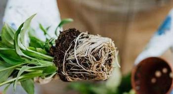 Вирощені на забрудненому ґрунті овочі вбирають мікропластик через кореневу систему Рис.1