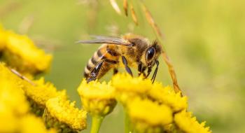 Яку загрозу несе глобальне потепління бджолам,- вчені Рис.1