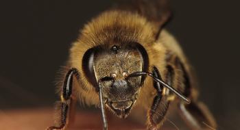 Бджоли запечатали вулики прополісом і пережили виверження вулкана Кумбре-В'єха Рис.1