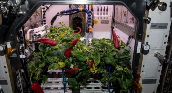 Другий урожай перцю НАСА встановив рекорд на МКС Рис.1