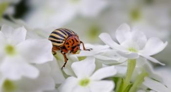 Грибний вбивця колорадського жука ефективний на сто відсотків,- вчені Рис.1