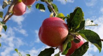 Компанія ASF Edition представила новий сорт яблук Candine Рис.1