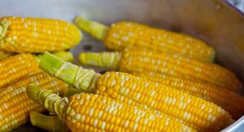 Кукурудза виявилася екологічнішою за пшеницю та ріпак Рис.1