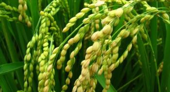 Матеріал для нових мікробних добрив на Тайвані видобувають на органічних фермах Рис.1