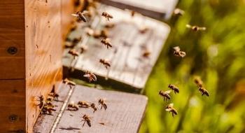 Пасіка майбутнього: як бджоли можуть стати локомотивом змін в Україні Рис.1