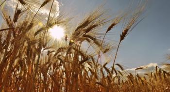Підстав для обмежень експорту пшениці немає,- УЗА Рис.1