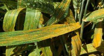 Половина сортів озимої пшениці стійкі до жовтої іржі на стадії молодняку,- вчені Рис.1