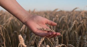Протягом 40 років вчені можуть перемогти фузаріоз зернових культур Рис.1
