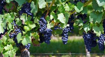 Рада ухвалила закон про стимулювання виноградарства Рис.1