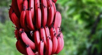 Селекціонери вивели сорт банана з червонувато-фіолетовою шкіркою Рис.1
